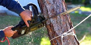 Best Arborist Consultation Services  in Clay City, IN