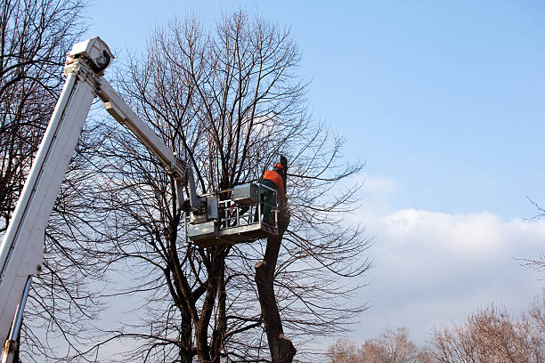 How Our Tree Care Process Works  in  Clay City, IN